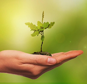 Palm holding tree to illustrate how tree companies in West Creek care about trees