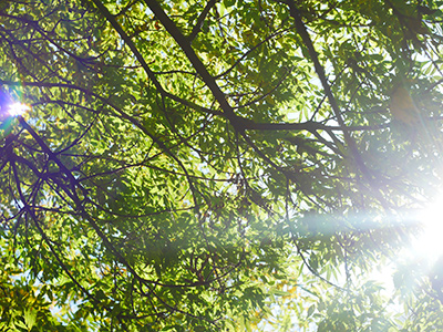 Sunlight streaming through a canopy of a deciduous tree cared for by tree companies in West Creek